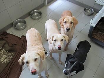 Auch im Tierheim Schwebheim (Lkr. Schweinfurt) sind Hunde aus Obermaxfeld untergekommen. Foto: Christina Herrmann
