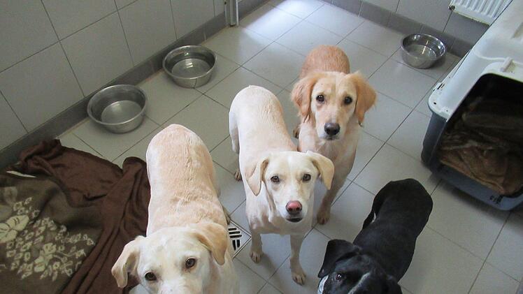 Auch im Tierheim Schwebheim (Lkr. Schweinfurt) sind Hunde aus Obermaxfeld untergekommen. Foto: Christina Herrmann
