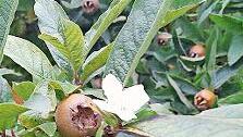 An einem Mispelbaum, der sich im Staudengarten befindet, sind sowohl Früchte als auch Blüten.