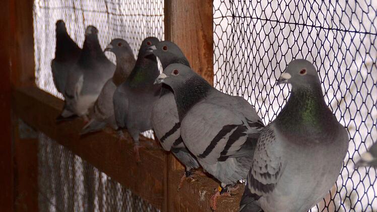 Die Tauben genießen den Ausflug in die Voliere. Die kalten Temperaturen machen ihnen nichts aus. Foto: Kathrin Kupka-Hahn