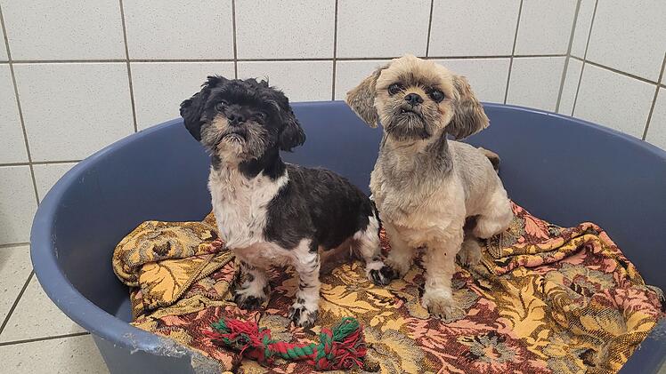 Hunde im Tierheim