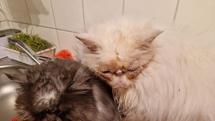 Tierheim Hersbruck: Vorsitzende wird mit Tieren aus Wohnung geschmissen - "Total schockiert"