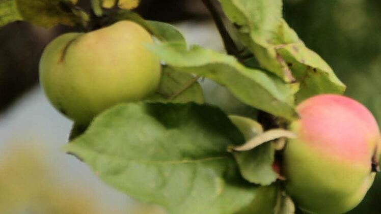 Ein schöner Apfel, aber keine alte Sorte, ...