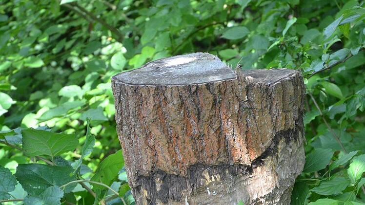 Biberspuren Foto: Rainer Lutz