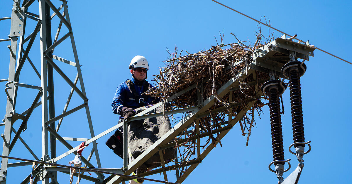 Erlangen-Höchstadt: Protected osprey nests on power pole