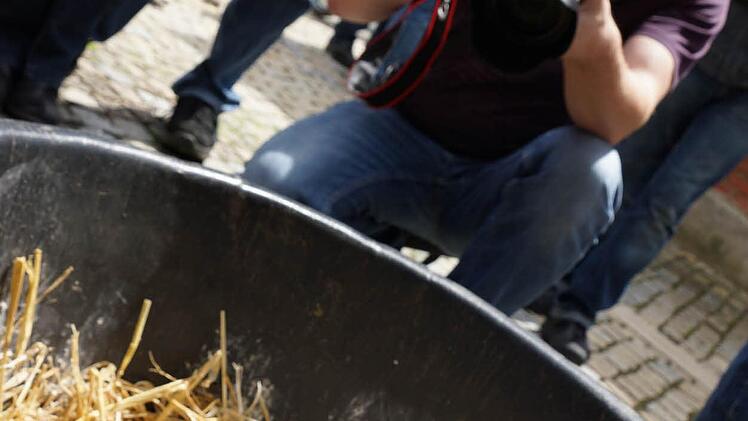 Großes Interesse an den Küken