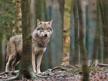 Wildtierpark Edersee: Evakuierung endet mit T&ouml;tung einer jungen W&ouml;lfin