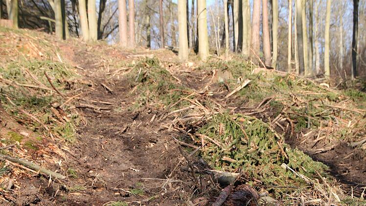 Spuren der Holzfällarbeiten im Waldgebiet "Höhe" in der Verlängerung der Straße Obertor in Bad Brückenau Foto: Ulrike Müller