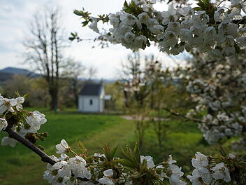 Pretzfeld: Kirschblüte in der Fränkischen Schweiz steht kurz bevor