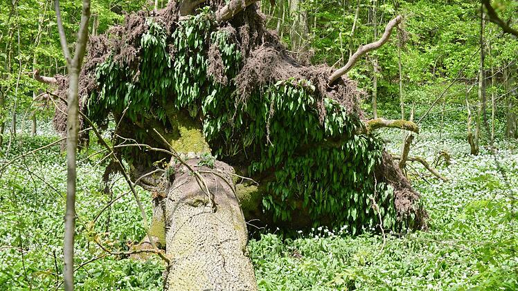 Opfer eines Windwurfs im Bachgrund bei Handthal