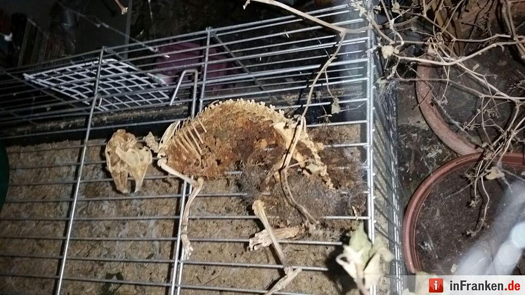 Horrorfund in Messie-Haus in Nürnberg