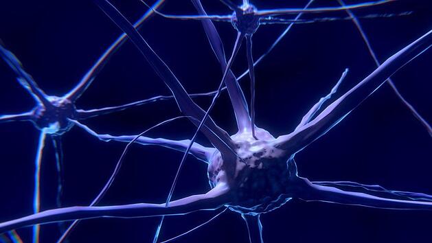 Das Gehirn enthält etwa 100 Milliarden Nervenzellen, die durch 100 Billionen Synapsen miteinander verbunden sind. Symbolfoto: Colin Behrens /pixabay.com