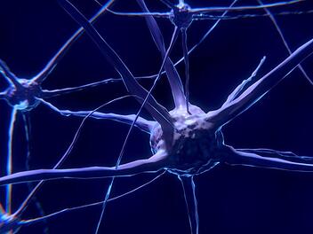 Das Gehirn enthält etwa 100 Milliarden Nervenzellen, die durch 100 Billionen Synapsen miteinander verbunden sind. Symbolfoto: Colin Behrens /pixabay.com