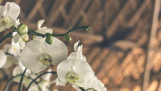 Orchideen pflegen: mit diesen 8 Pflegetipps gelingt die Kultivierung