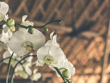 Orchideen pflegen: mit diesen 8 Pflegetipps gelingt die Kultivierung