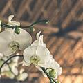 Orchideen pflegen: mit diesen 8 Pflegetipps gelingt die Kultivierung