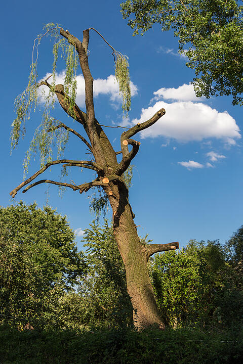 Fotos Konrad Thomann