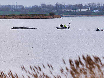 Buckelwal Timmy liegt weiter in Wismarbucht