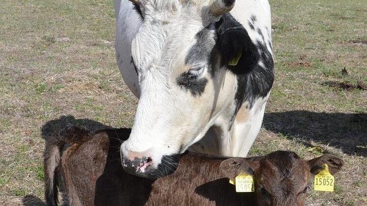 Der Nachwuchs auf den Bad Bockleter Weiden w&auml;chst und gedeiht. Schon 14 Tage nach der Geburt d&uuml;rfen die Kleinen mit raus.
