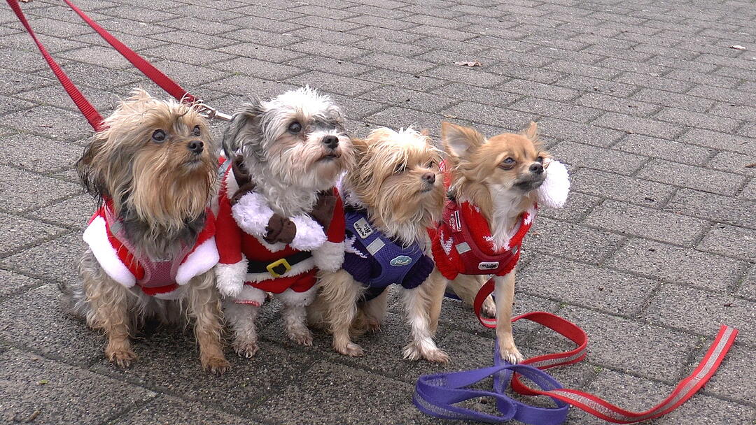 Hunde im Weihnachtskostüm: tierischer Weihnachtsmarkt in Haßfurt lockt hunderte Besucher