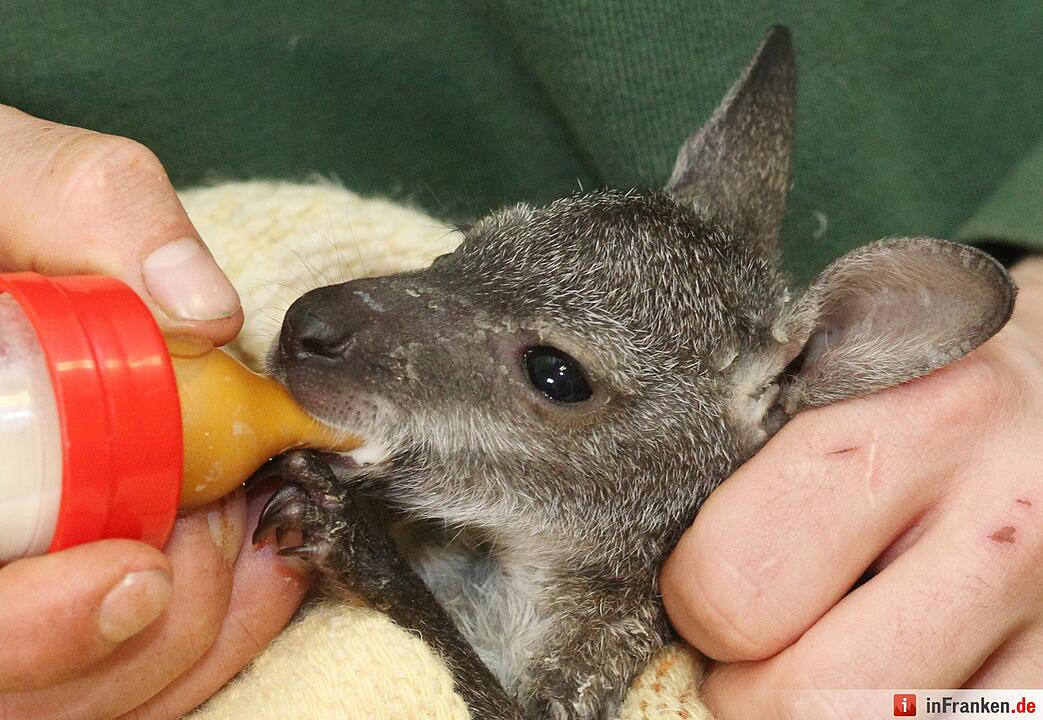 Kängurubaby im Tierpark Köthen