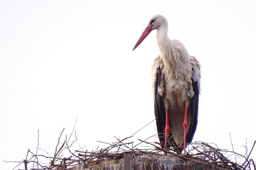 Storch gesichtet