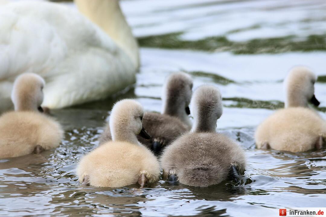 Schwanennachwuchs auf der Erba-Insel in Bamberg