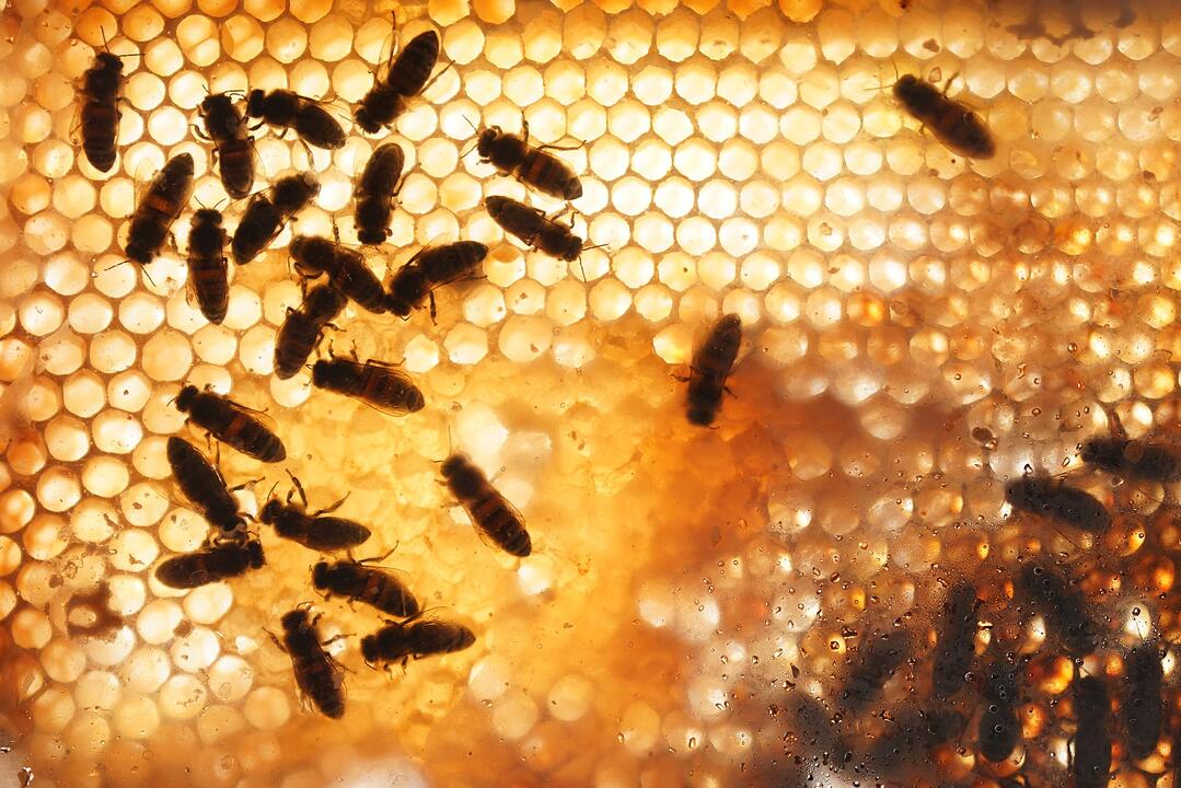 Bienenwabe
