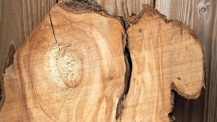 Sieht aus wie ein Kamel, oder? Aus derart skurril geformten Brettern lassen sich wundervolle Dinge fertigen - vorausgesetzt man hat Fantasie und kennt einen Schreiner, der beim Verwirklichen hilft.