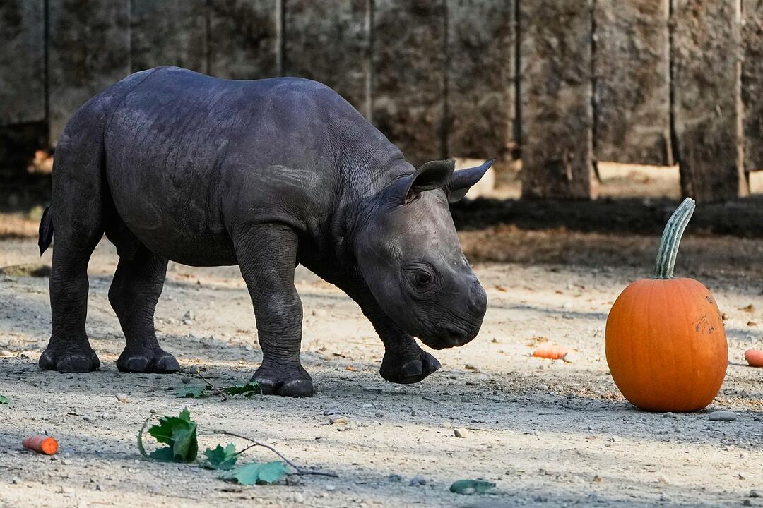 Nashorn-Baby in den USA