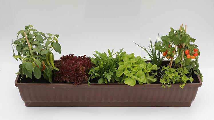 Snack-Chili und Tomate bleiben den ganzen Sommer über im Kasten, die Salate in der Mitte werden nach der Ernte durch neue ersetzt. Foto: Barbara Herbst