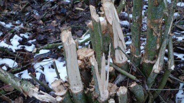 Foto: Bund Naturschutz