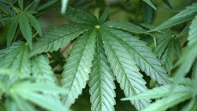 Hanf-Pflanzen wachsen in einem Garten