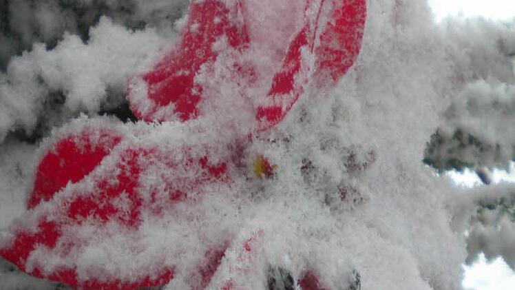 Schneesterne auf der Wasserkuppe. Foto: privat