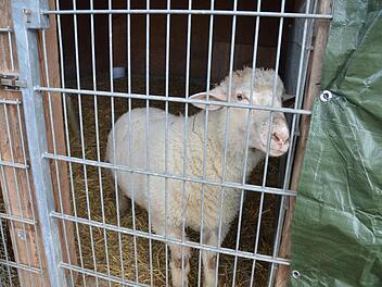 Schafbock Adolf wurde vom Tierschutzverein aus einer Wohnung geholt. Jetzt soll er ein neues Zuhause finden, wo er artgerecht leben kann.