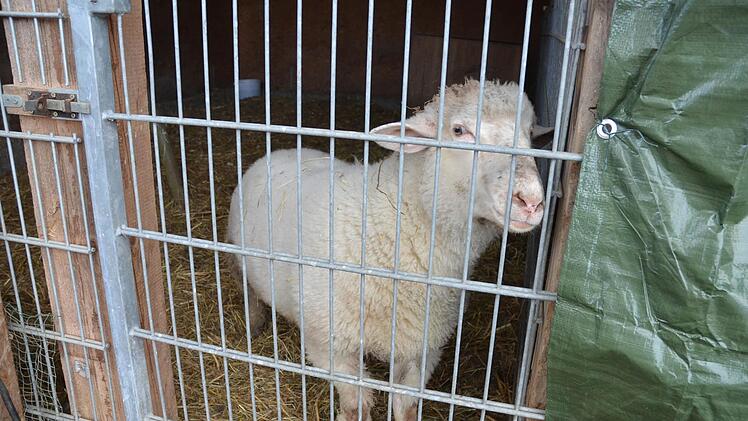 Schafbock Adolf wurde vom Tierschutzverein aus einer Wohnung geholt. Jetzt soll er ein neues Zuhause finden, wo er artgerecht leben kann.
