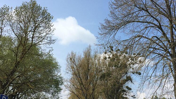 Dieses Bild wird es bald nicht mehr geben: Vier der Pappeln der "Rothenberger Allee" hinter der alten Rodachbrücke in Seßlach sind so geschädigt, dass ihr Standsicherheit nicht mehr gewährleistet ist. Sie müssen unverzüglich gefällt werden. Foto: Bettina Knauth