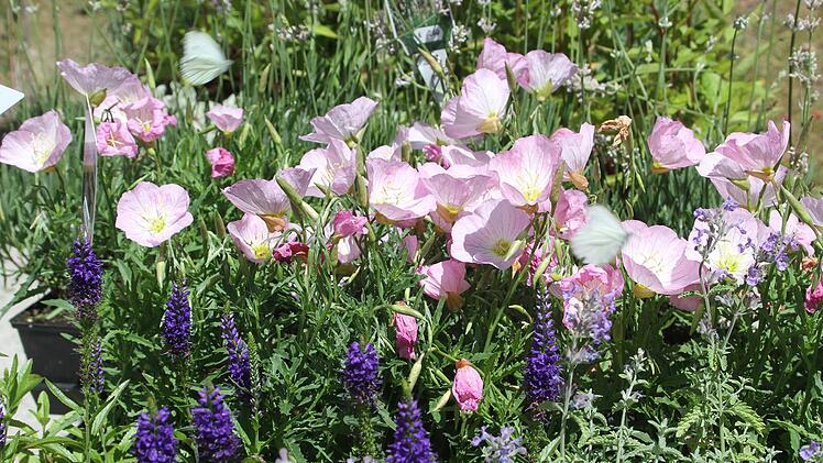 Blumenträume bei der Heinersreuther Sommerausstellung.  Foto: Sonny Adam