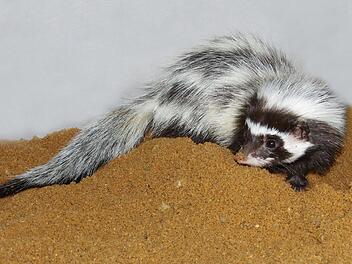 Im Freigel&auml;nde des W&uuml;stenhauses des Tiergartens N&uuml;rnberg lebt neuerdings ein P&auml;rchen nordafrikanischer Streifenwiesel. Foto: Helmut M&auml;gdefrau / Stadt N&uuml;rnberg
