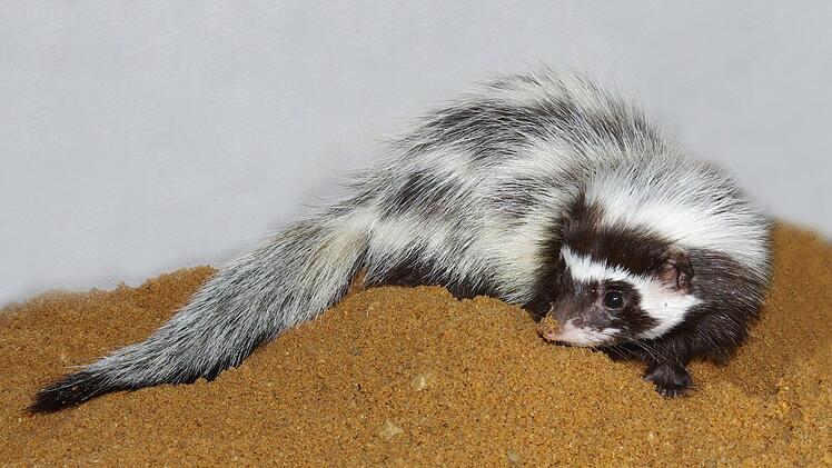 Im Freigel&auml;nde des W&uuml;stenhauses des Tiergartens N&uuml;rnberg lebt neuerdings ein P&auml;rchen nordafrikanischer Streifenwiesel. Foto: Helmut M&auml;gdefrau / Stadt N&uuml;rnberg