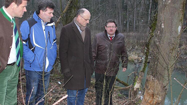 Der Biber zeigt auch den Straßenplanern die Zähne.
