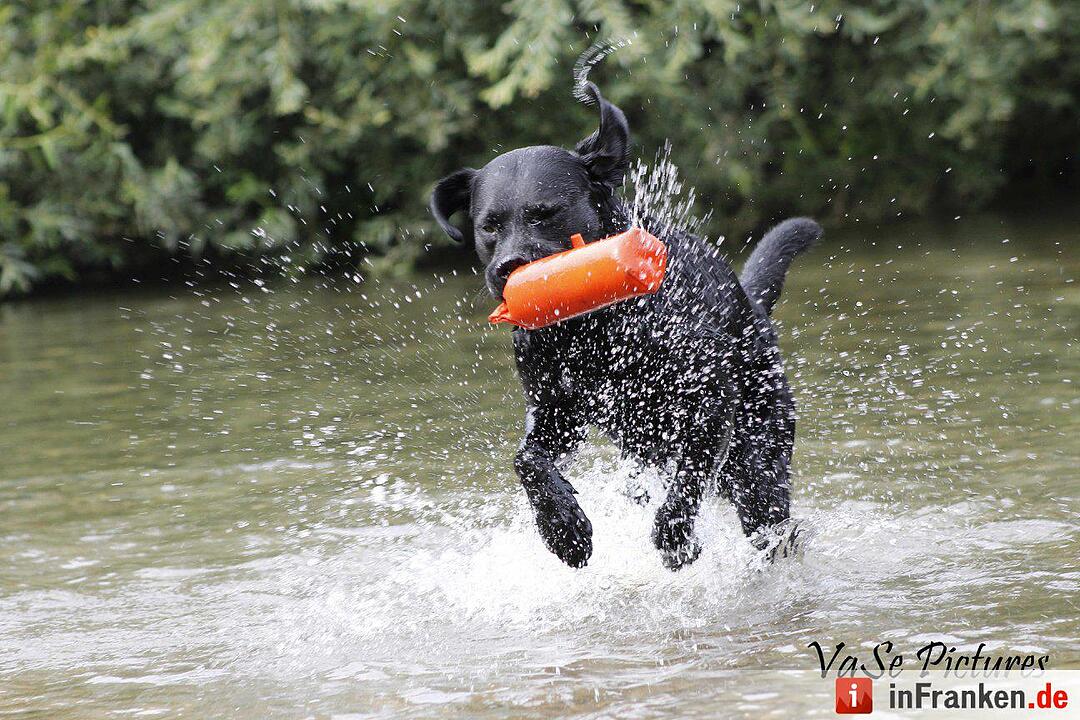 Auf den Hund gekommen: Die schönsten fränkischen Hunde unserer Nutzer
