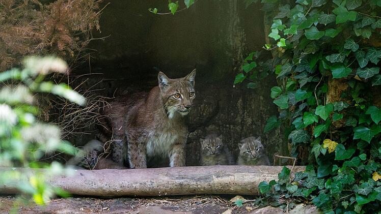 Tiergarten N&uuml;rnberg zeigt niedliche Nachwuchs-Bilder: "gro&szlig;er Erfolg"