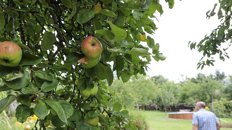 Die Streuobstwiese ... Foto: Barbara Herbst
