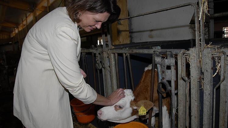 Ilse Aigner gefällt es bei den Kälbchen, die sich gern ein bisschen streicheln lassen.