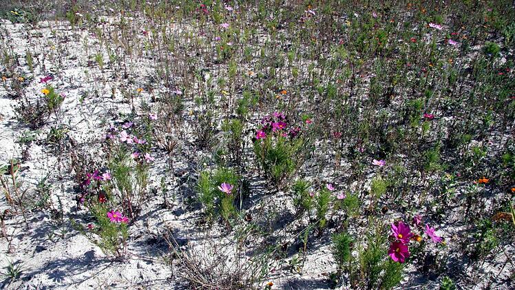 Auf der Bienenweide neben dem Zeidlerhaus sind die meisten Blumen vertrocknet