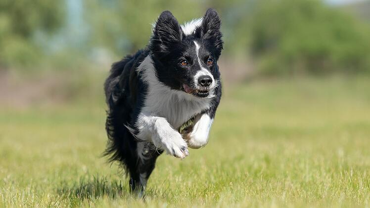 Diebe verkaufen Influencer-Hund Chutou und besiegeln damit tragisches Schicksal