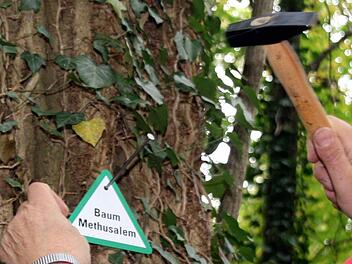 Die als "Methusalem-Bäume" gekennzeichneten Ur-Riesen im Volkacher Stadtwald werden laut Revierförster Max Bartholl bei den geplanten Baumfällungen nicht angetastet.  Foto: Peter Pfannes