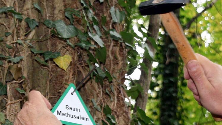 Die als "Methusalem-Bäume" gekennzeichneten Ur-Riesen im Volkacher Stadtwald werden laut Revierförster Max Bartholl bei den geplanten Baumfällungen nicht angetastet.  Foto: Peter Pfannes