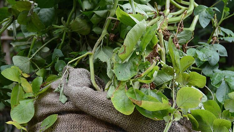 Kartoffeln wachsen in einem großen Sack. Foto: Dagmar Besand